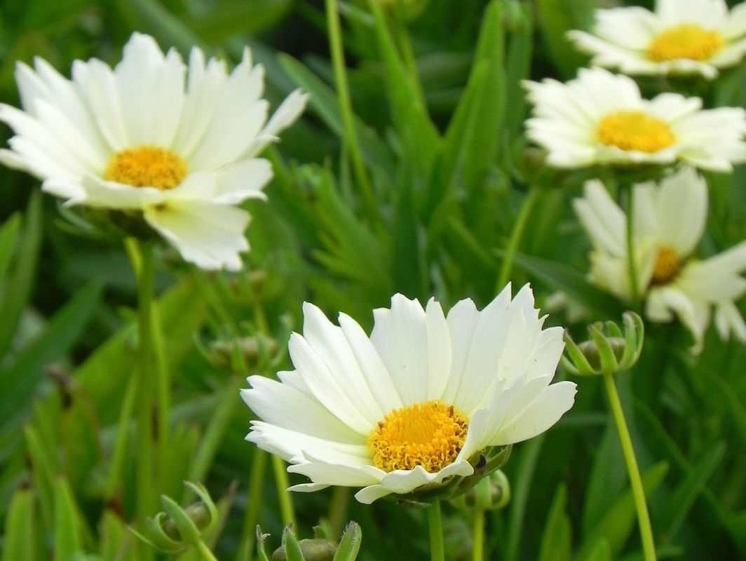 Coreopsis grandiflora ‘UpTick Cream’