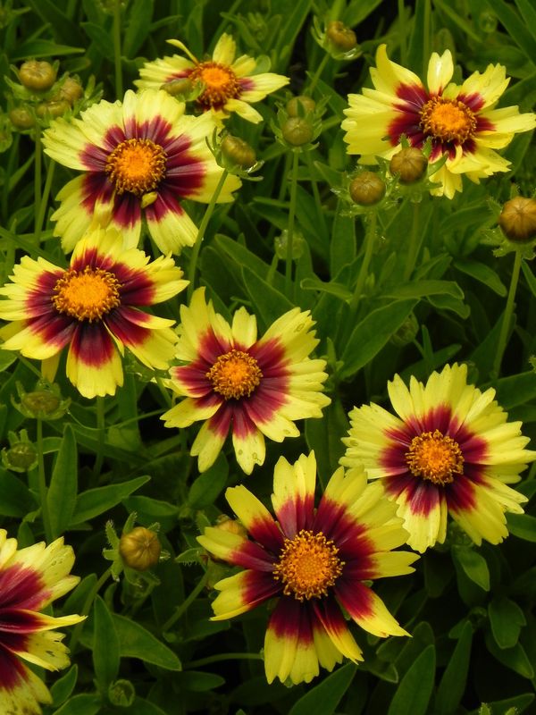 Coreopsis grandiflora ‘UpTick Yellow & Red’