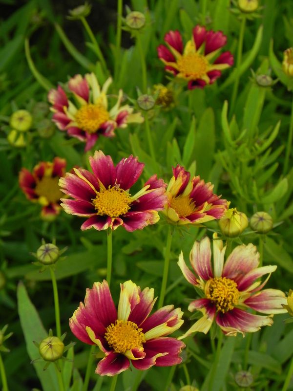 Coreopsis grandiflora ‘Solanna™ Sunset Burst’