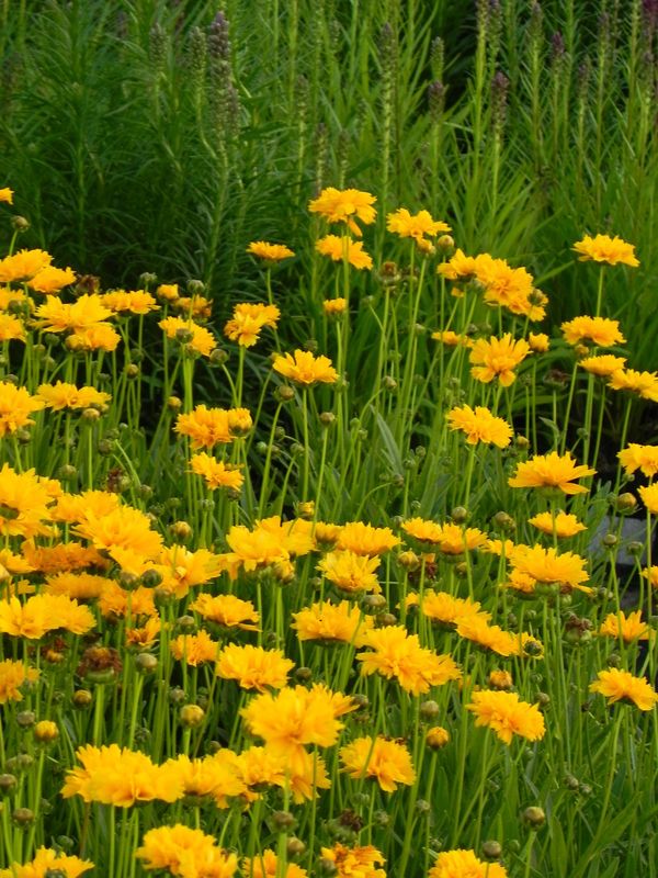 Coreopsis grandiflora ‘Early Sunrise Yellow Double’