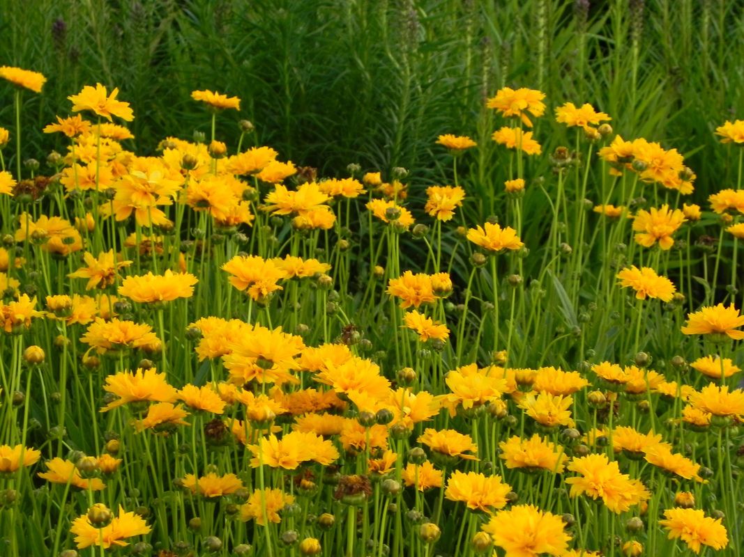 Coreopsis grandiflora ‘Early Sunrise Yellow Double’