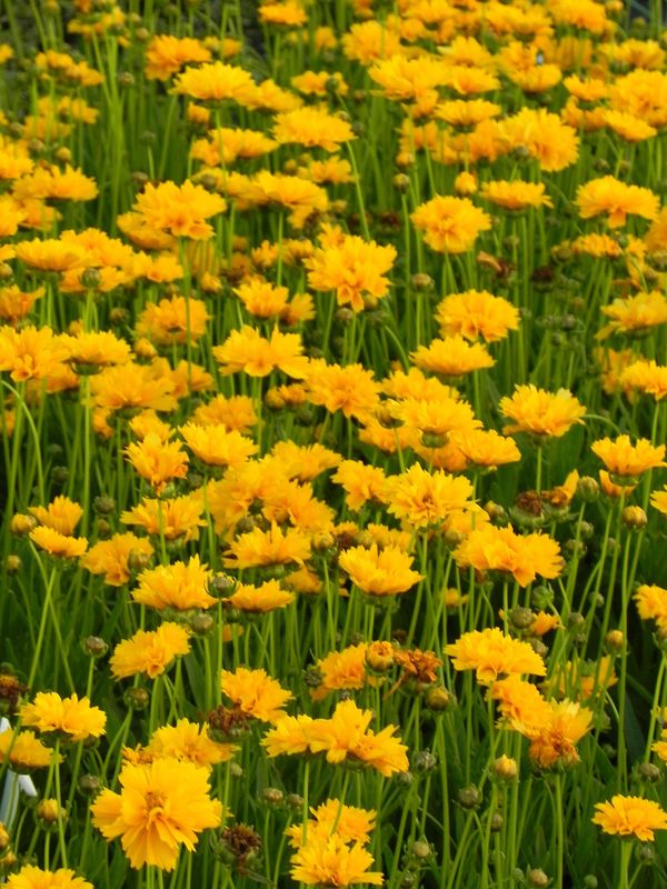 Coreopsis grandiflora ‘Early Sunrise Yellow Double’