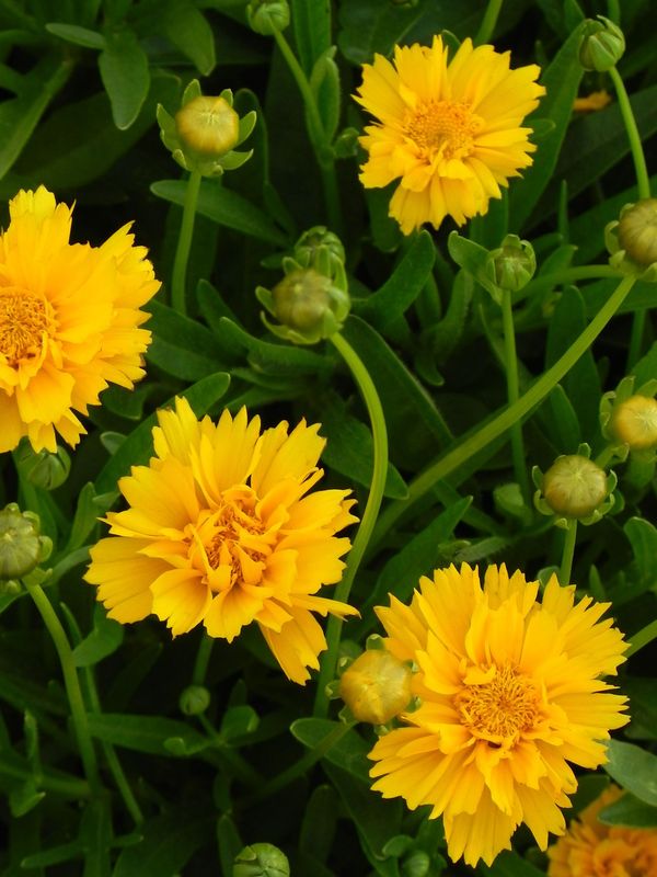Coreopsis grandiflora ‘Early Sunrise Yellow Double’