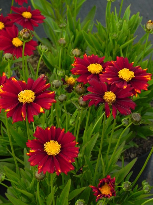 Coreopsis grandiflora ‘UpTick™ Red’