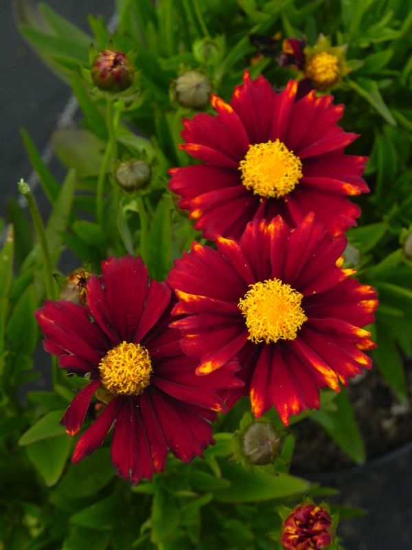 Coreopsis grandiflora ‘UpTick™ Red’
