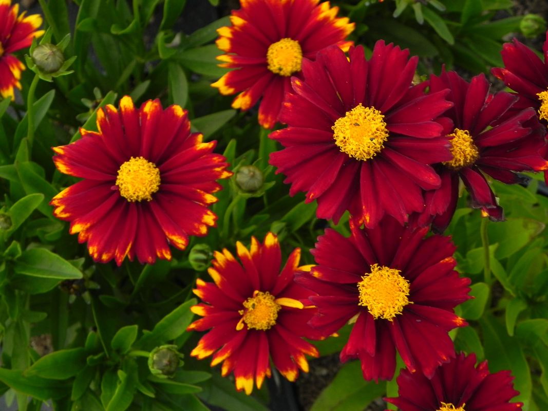 Coreopsis grandiflora ‘UpTick™ Red’