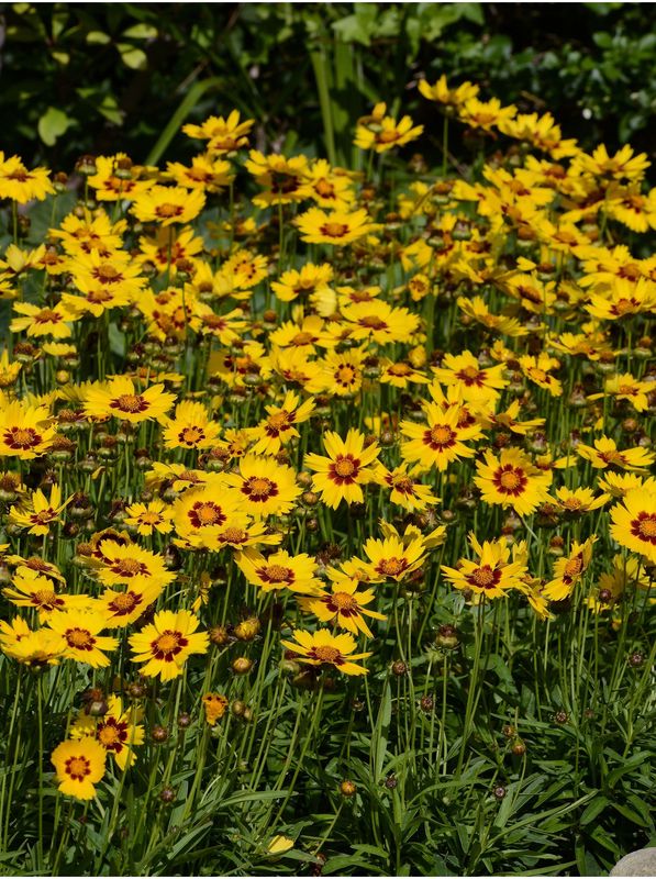 Coreopsis grandiflora ‘SunKiss Yellow Red’