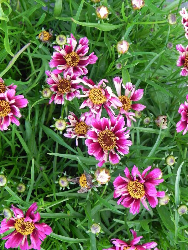 Coreopsis x hybrida ‘Cranberry Ice’