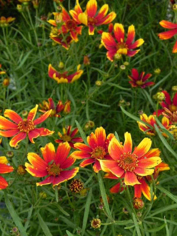 Coreopsis x hybrida ‘Ladybird’