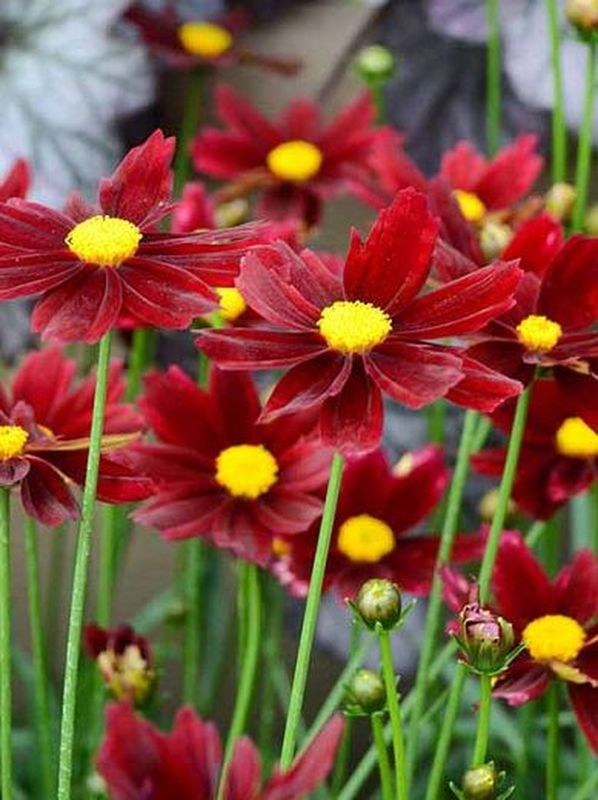 Coreopsis x hybrida ‘Li`l Bang Red Elf’