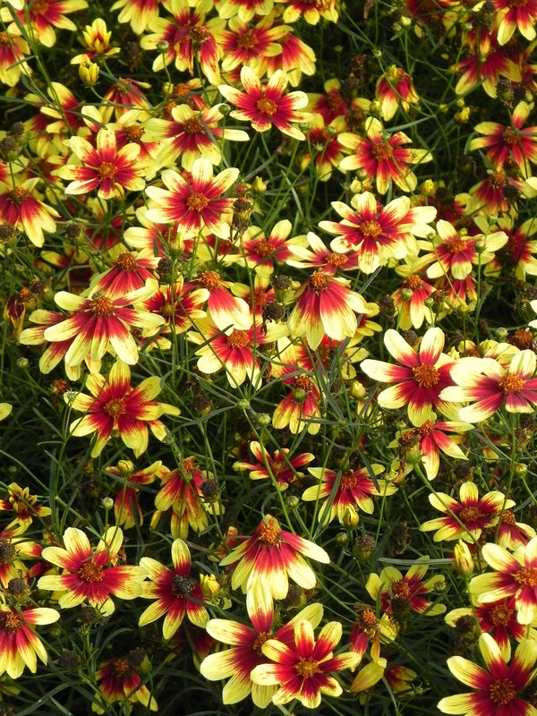 Coreopsis x hybrida ‘Bengal Tiger’