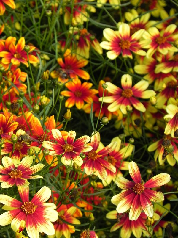 Coreopsis x hybrida ‘Bengal Tiger’