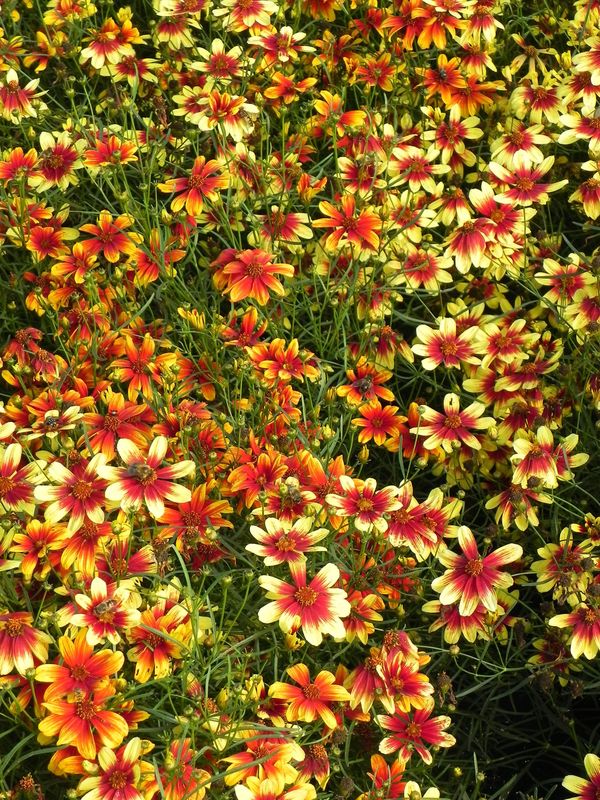 Coreopsis x hybrida ‘Bengal Tiger’