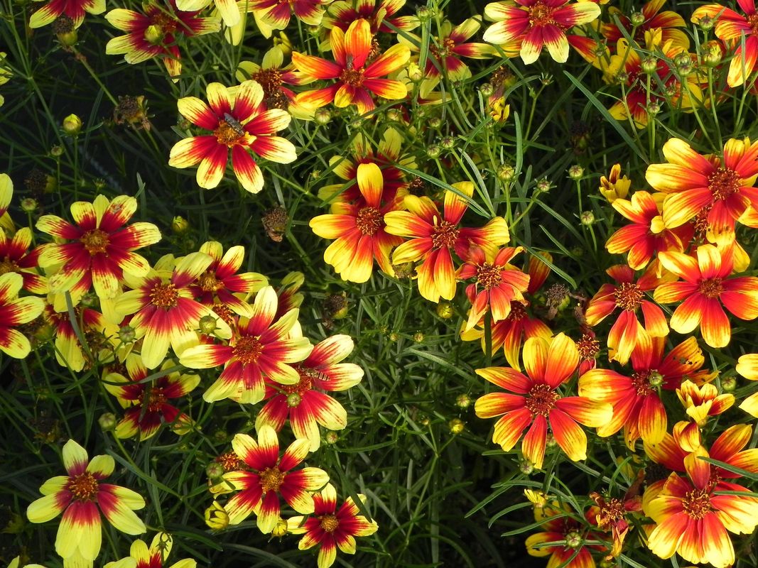 Coreopsis x hybrida ‘Bengal Tiger’