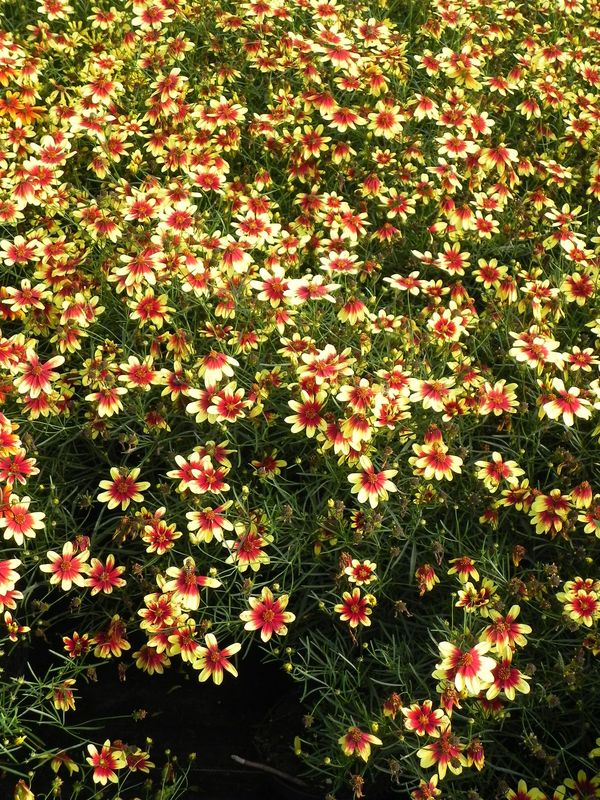 Coreopsis x hybrida ‘Bengal Tiger’
