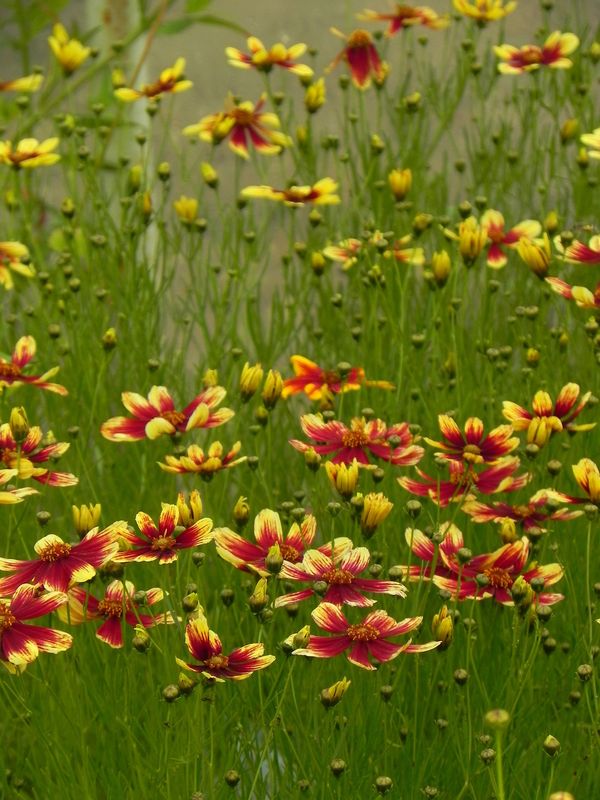 Coreopsis x hybrida ‘Bengal Tiger’