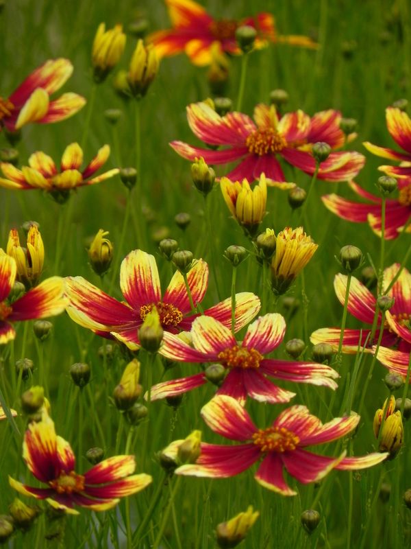 Coreopsis x hybrida ‘Bengal Tiger’