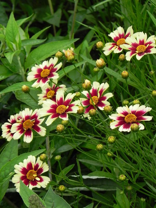 Coreopsis x hybrida ‘Ruby Frost’