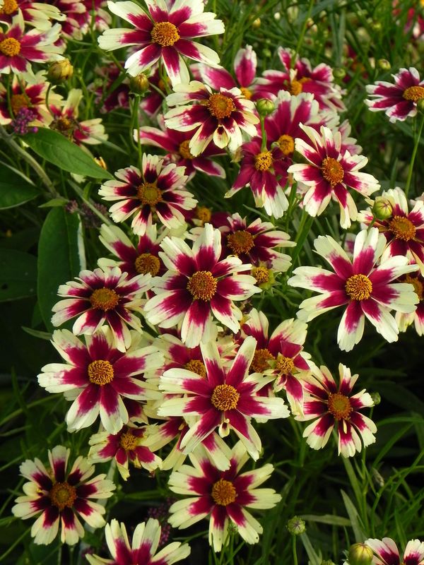 Coreopsis x hybrida ‘Ruby Frost’