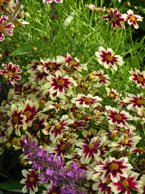 Coreopsis x hybrida ‘Ruby Frost’