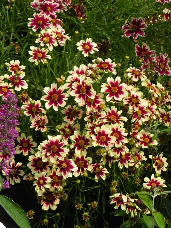 Coreopsis x hybrida ‘Ruby Frost’