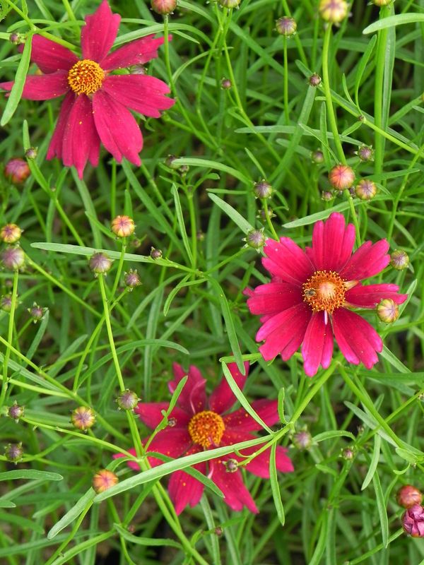 Coreopsis x hybrida ‘Bloomsation Dragon’