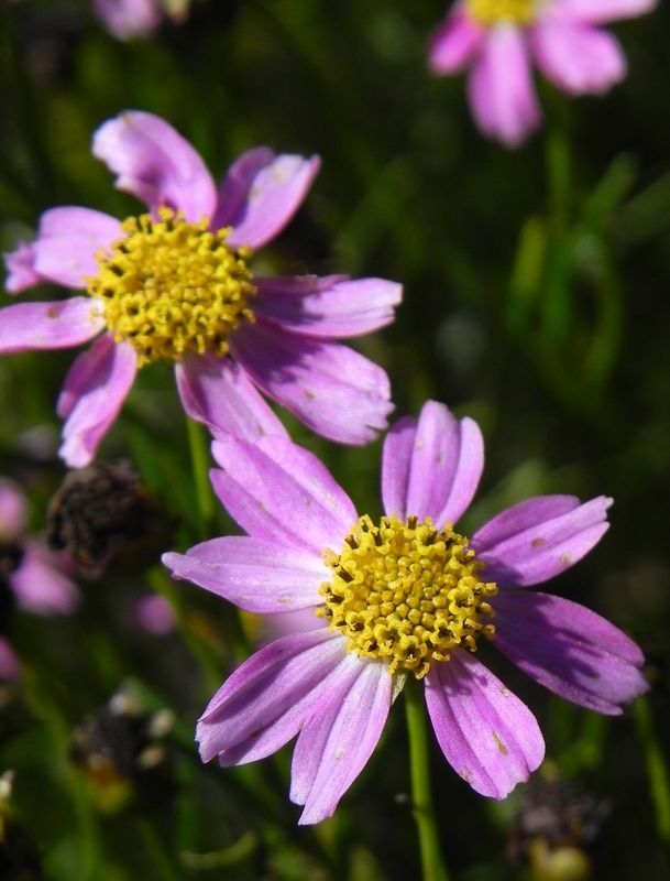 Coreopsis rosea ‘American Dream’