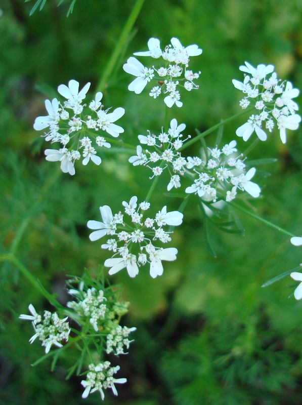 Coriandrum sativum