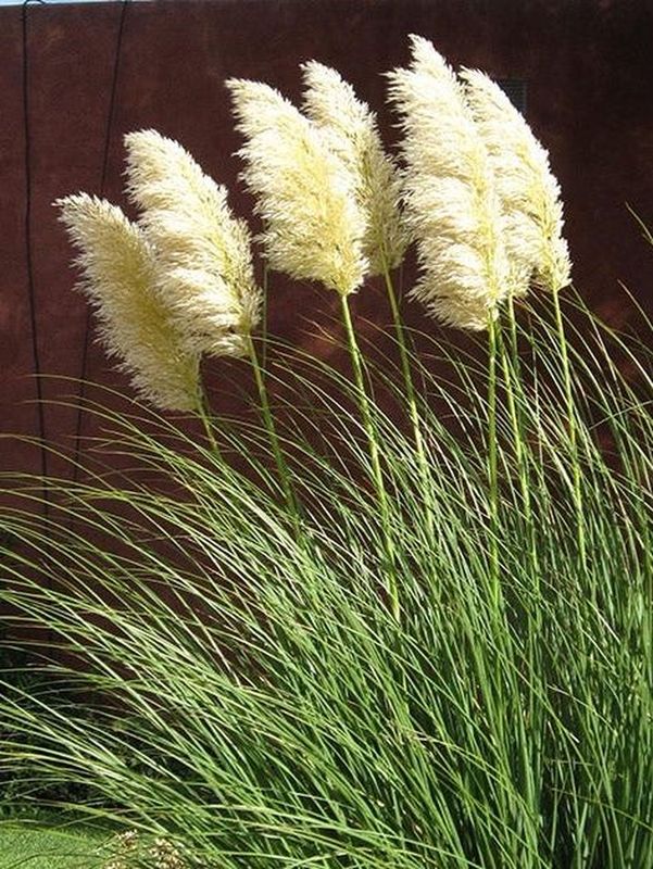 Cortaderia selloana ‘White Plume’