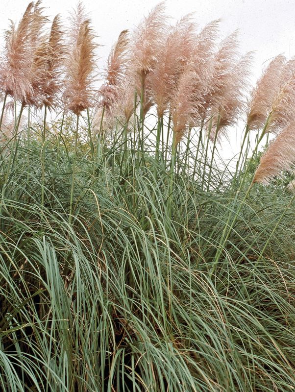 Cortaderia selloana ‘Rose Plume’