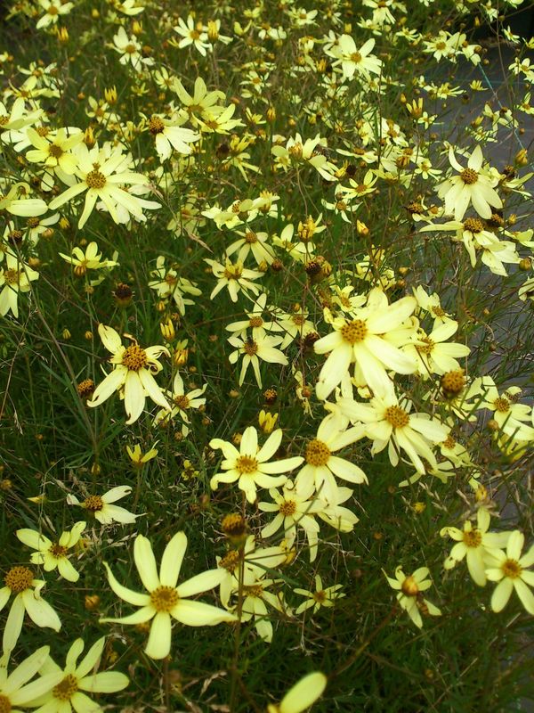 Coreopsis verticillata ‘Moonbeam’