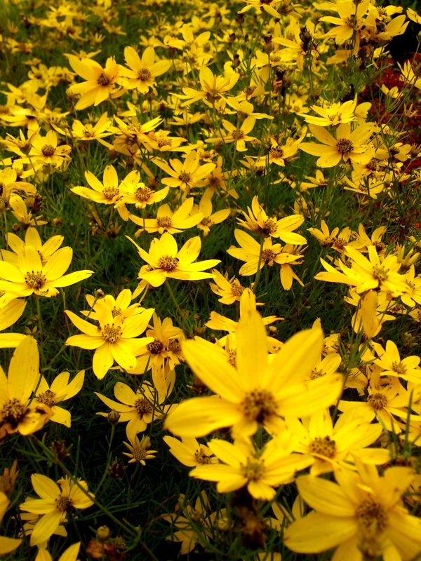 Coreopsis verticillata ‘Zagreb’