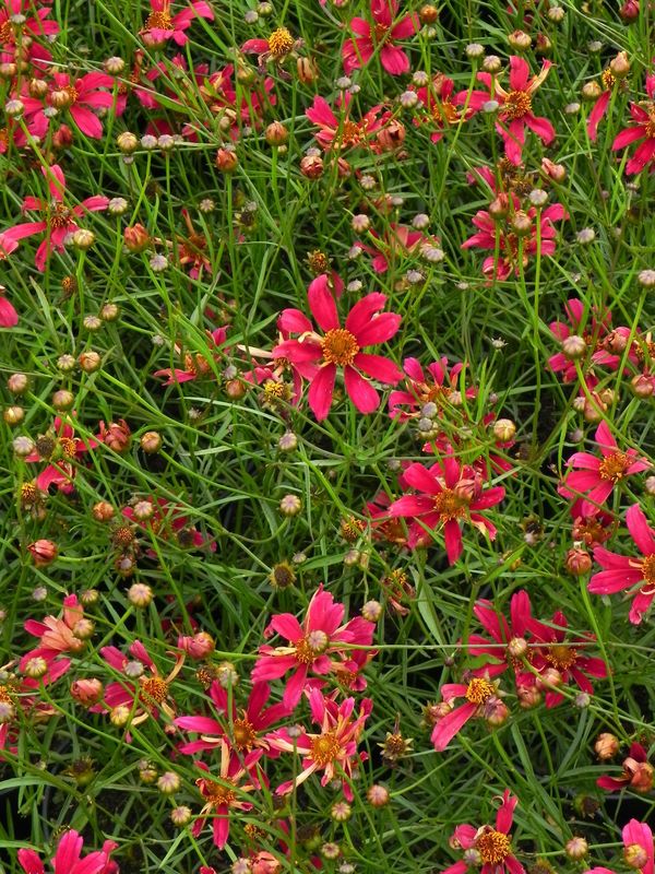 Coreopsis x ‘Center Stage’