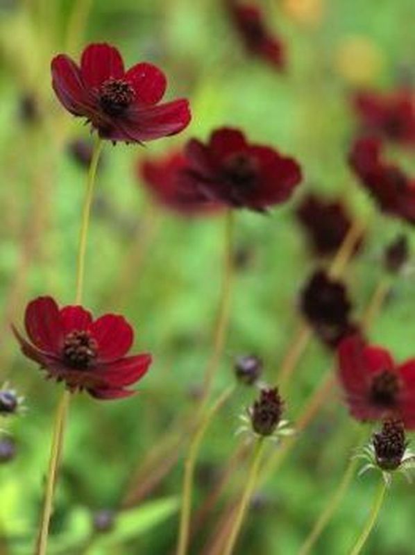 Cosmos atrosanguineus ‘Black Magic’