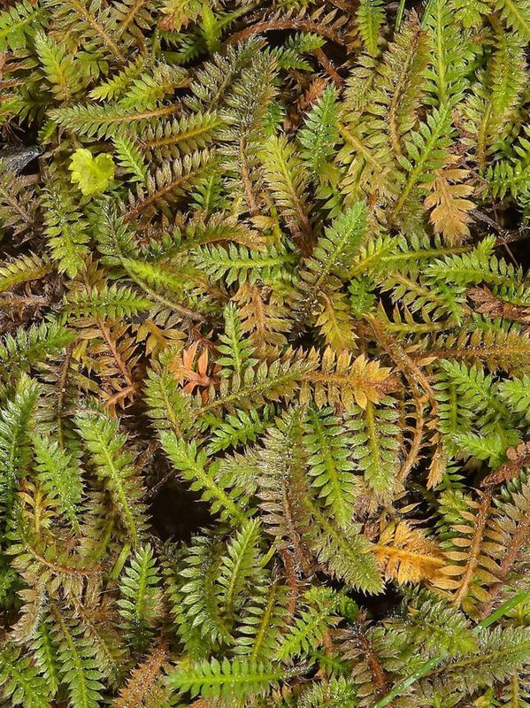 Cotula potentillina