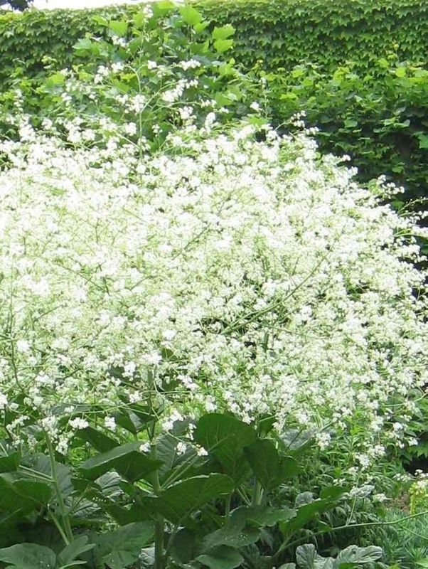 Crambe cordifolia
