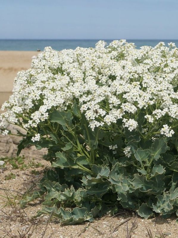 Crambe maritima