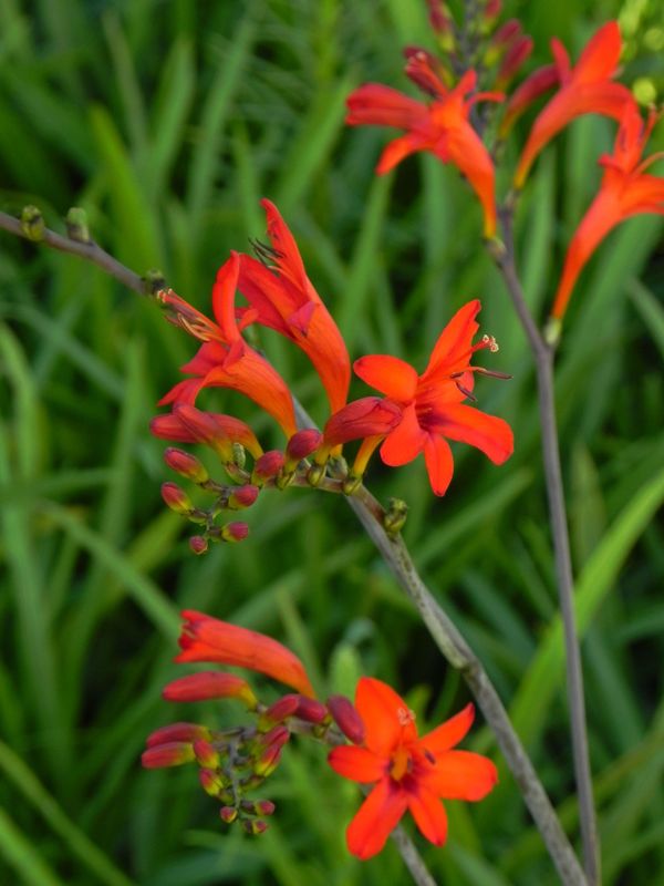 Crocosmia x ‘Luzifer’