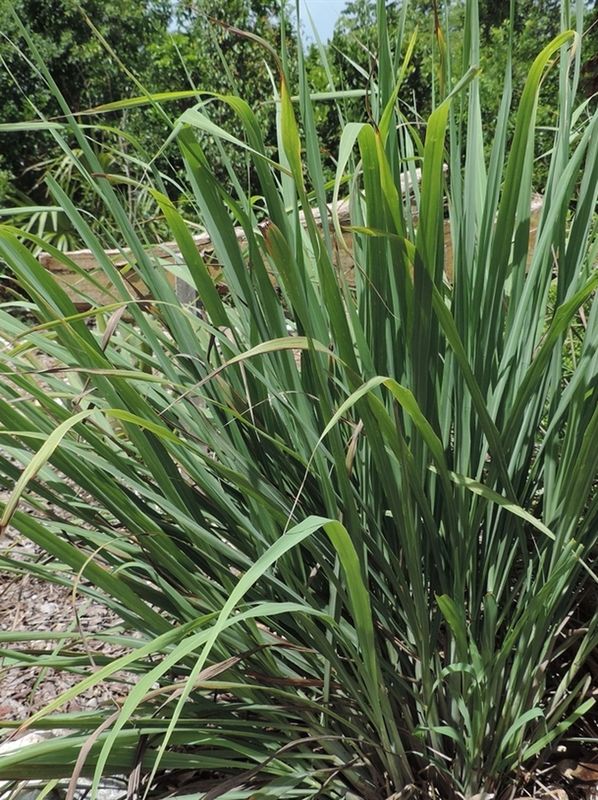 Cymbopogon flexuosus