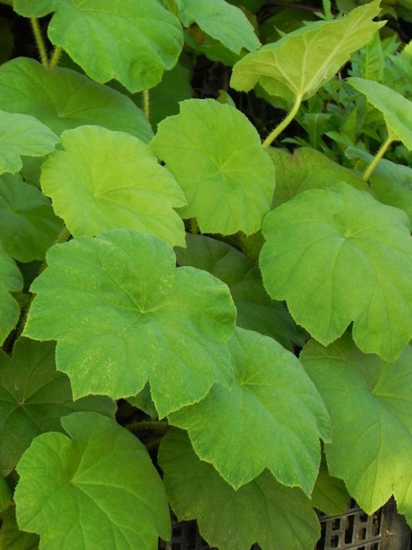 Darmera peltatum