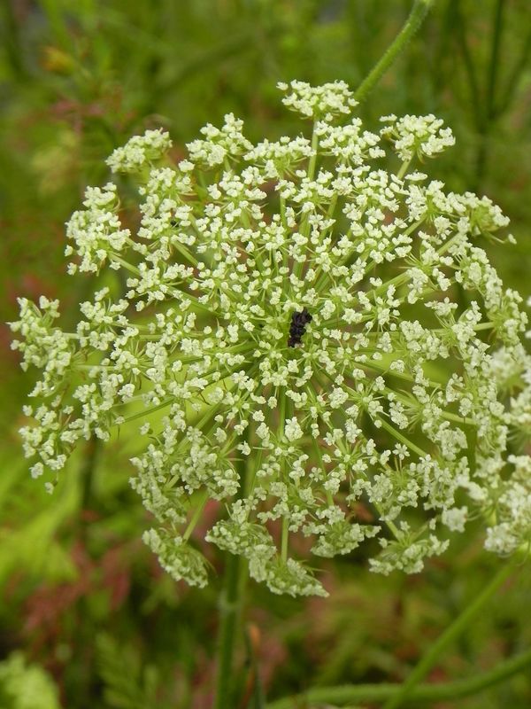 Daucus carota ‘ssp. carota’