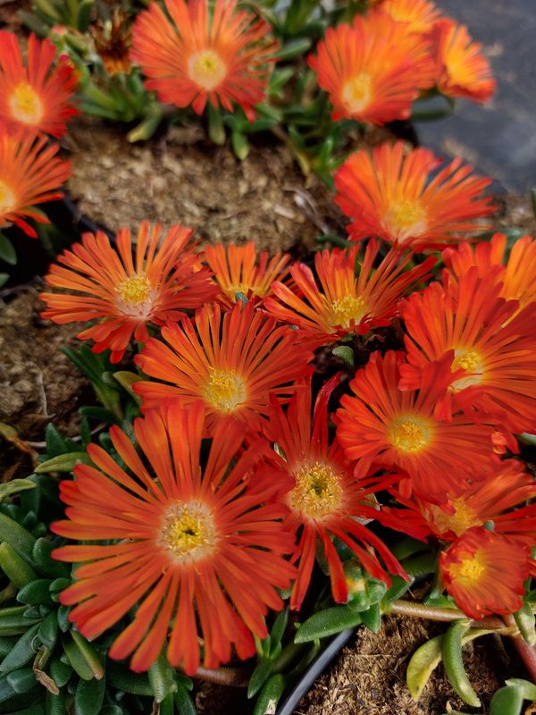 Delosperma cooperi ‘Ocean Sunset™ Orange Vibe’