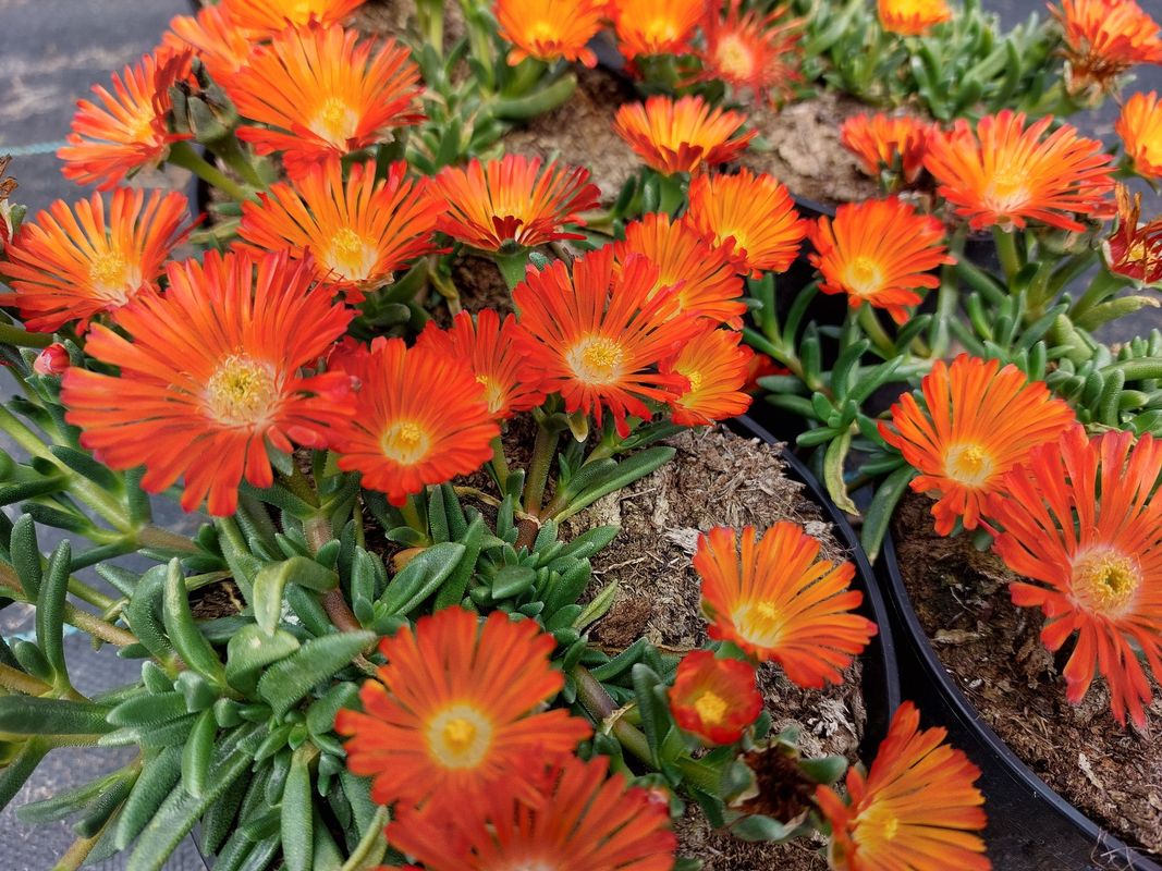Delosperma cooperi ‘Ocean Sunset™ Orange Vibe’