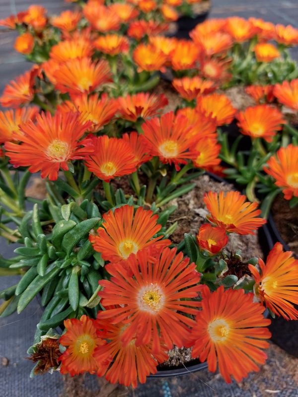 Delosperma cooperi ‘Ocean Sunset™ Orange Vibe’