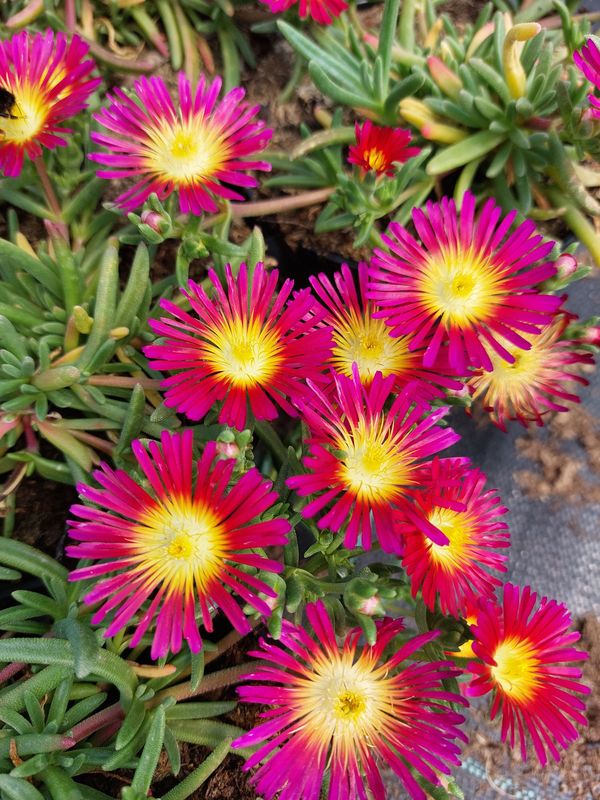 Delosperma cooperi ‘Delmara™ Fuchsia’