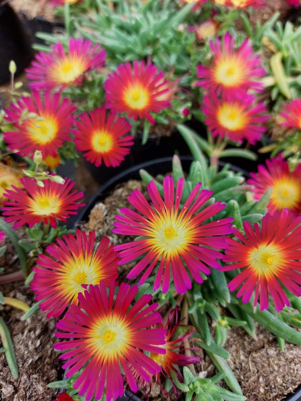 Delosperma cooperi ‘Delmara™ Fuchsia’