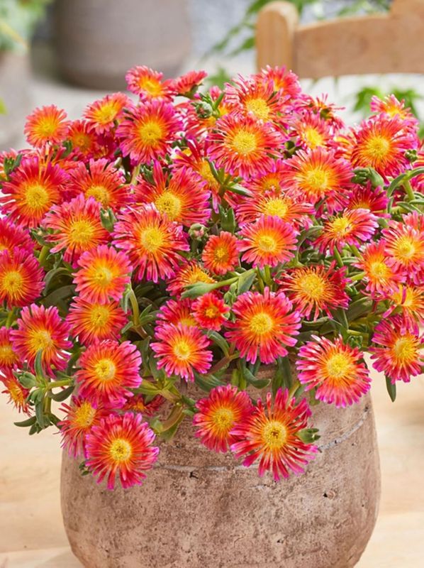 Delosperma cooperi ‘Ocean Sunset™ Orange Glow’