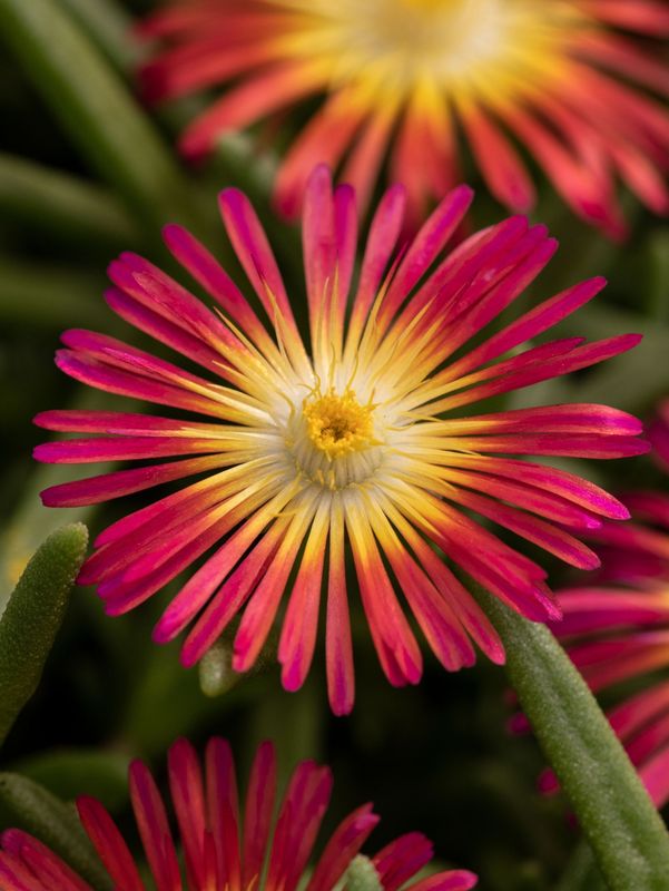 Delosperma cooperi ‘Delmara™ Red’
