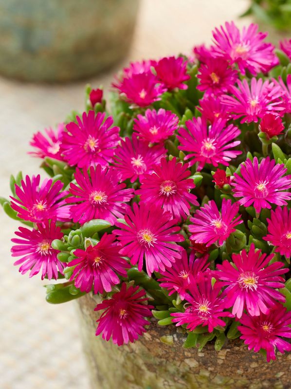 Delosperma cooperi ‘Ice Cream™ Fuchsia’