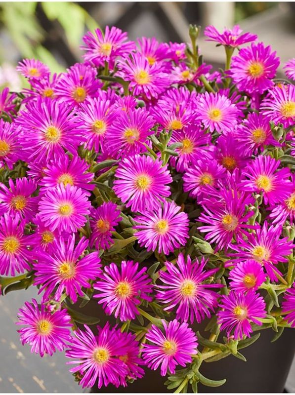 Delosperma cooperi ‘Ocean Sunset™ Violet’
